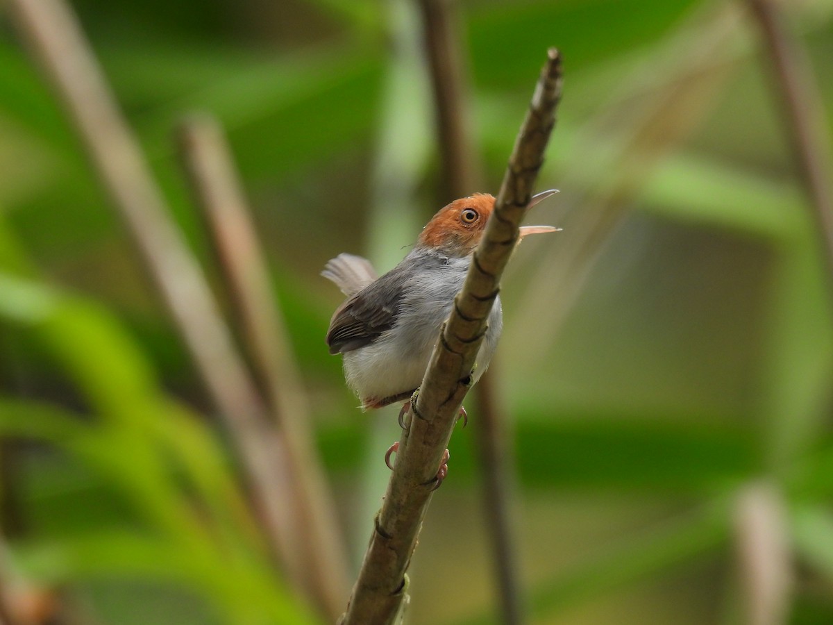 Пепельная портниха - ML645640662