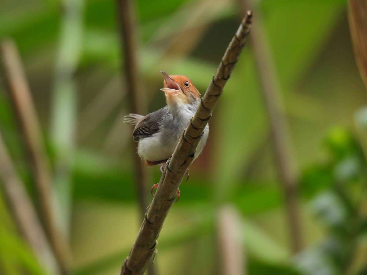 Пепельная портниха - ML645640663
