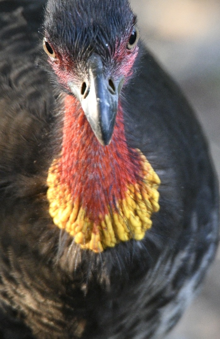 Australian Brushturkey - ML645640665
