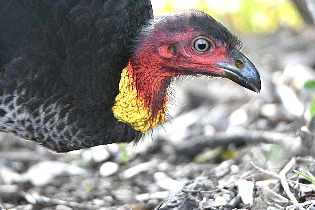 Australian Brushturkey - ML645640666