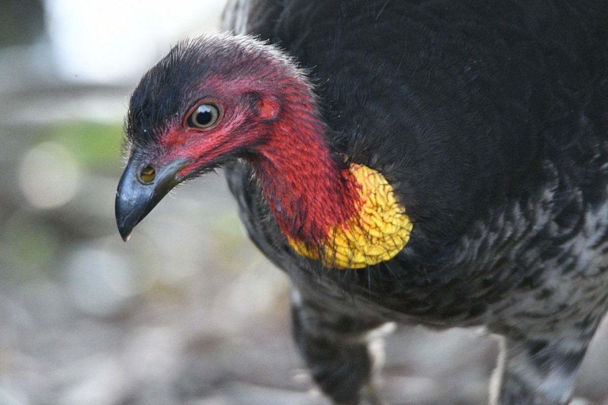 Австралийский курохвост - ML645640667