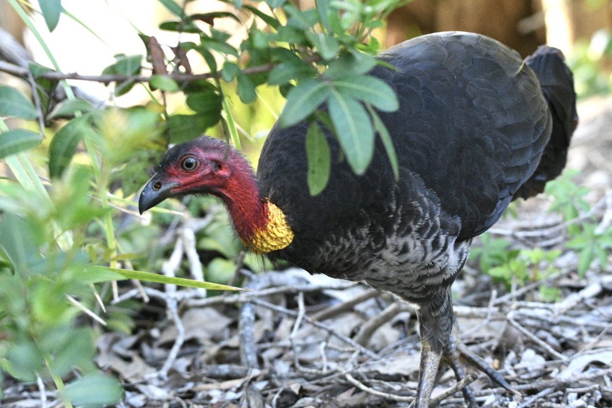 Australian Brushturkey - ML645640668