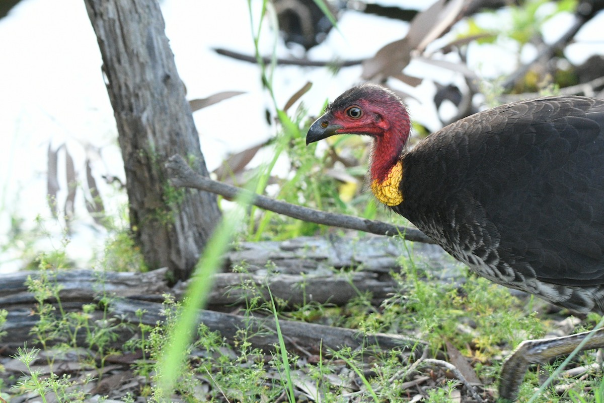Australian Brushturkey - ML645640669