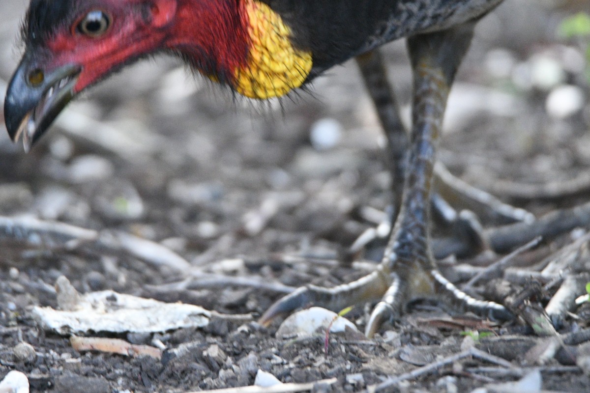 Australian Brushturkey - ML645640671