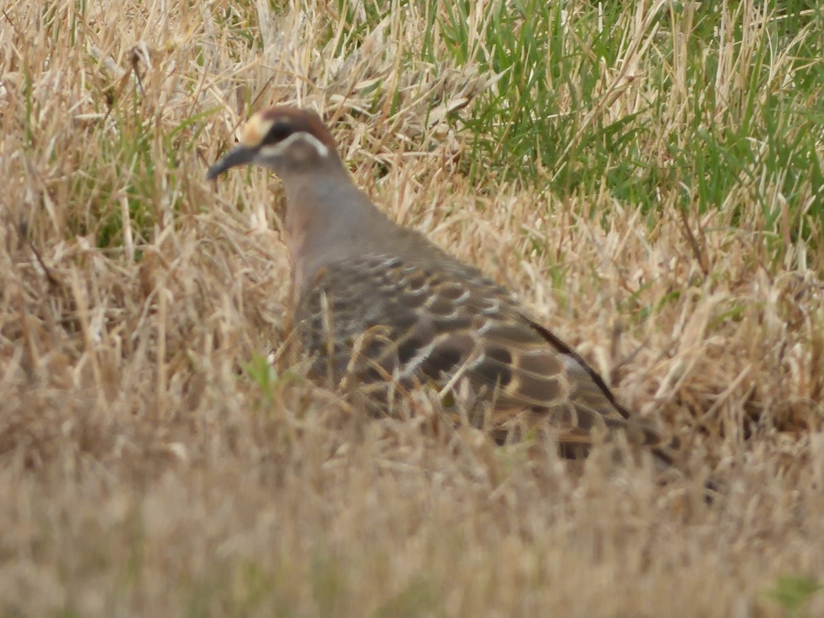 Австралийский бронзовокрыл - ML645640676