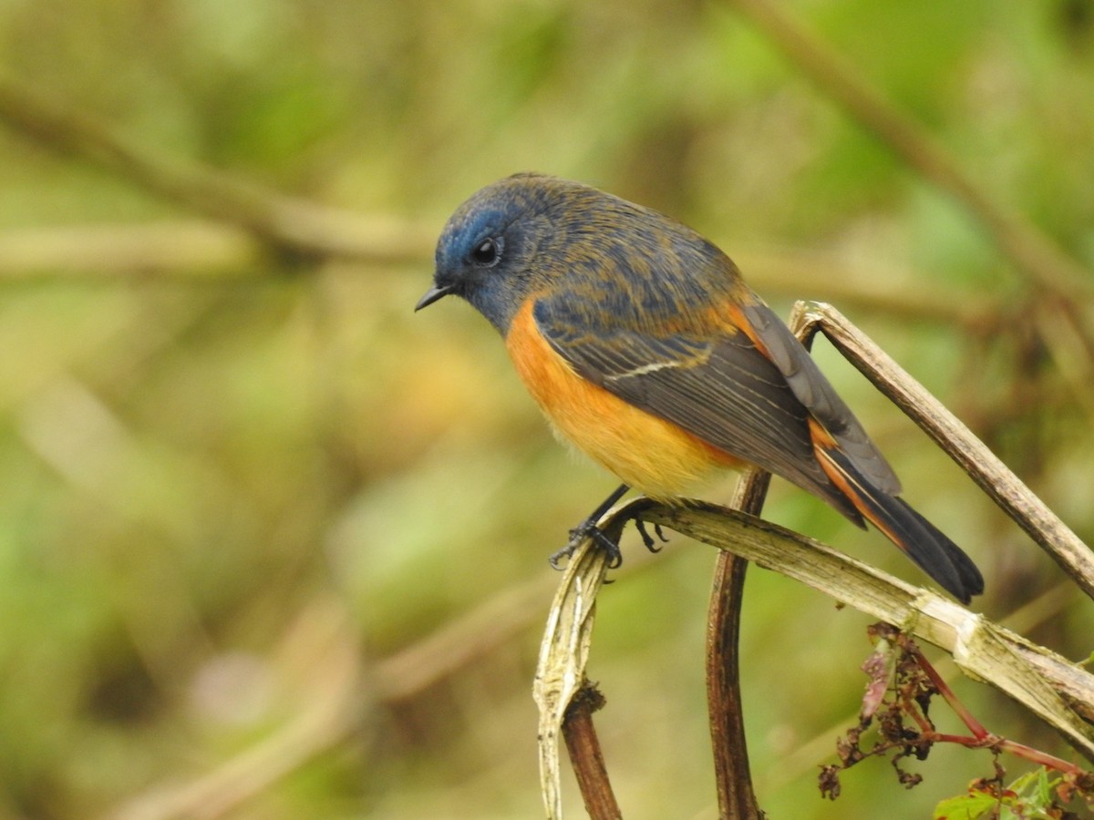 Синелобая горихвостка - ML645640678