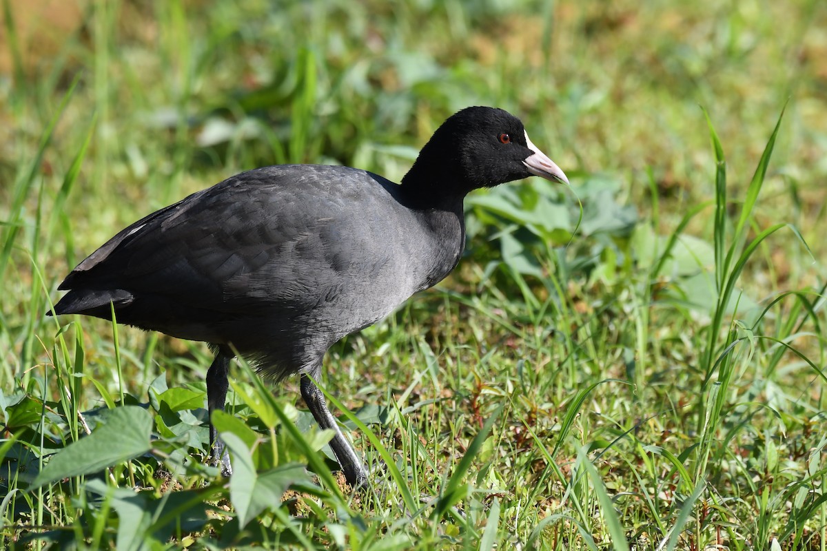 Лысуха - ML645640679