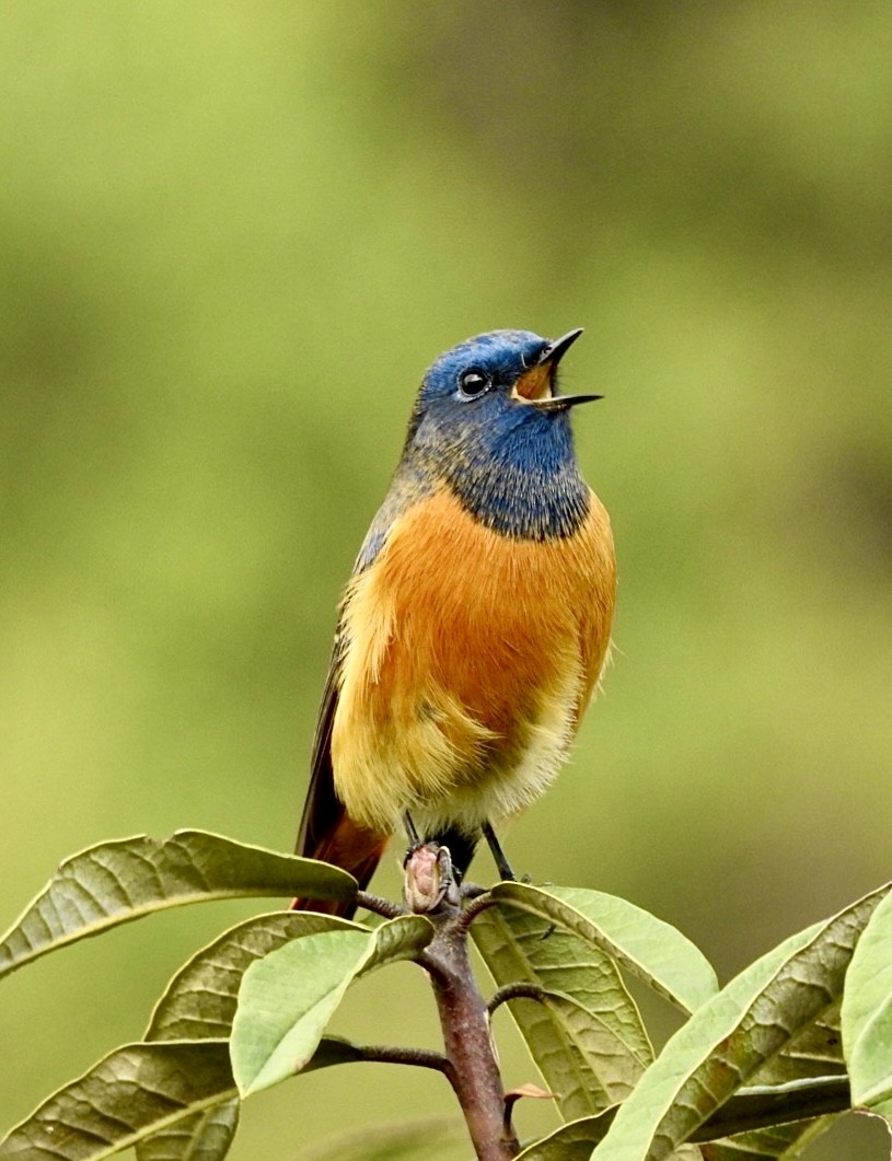 Синелобая горихвостка - ML645640680