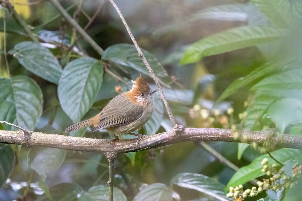 Белохохлая юхина - ML645640681