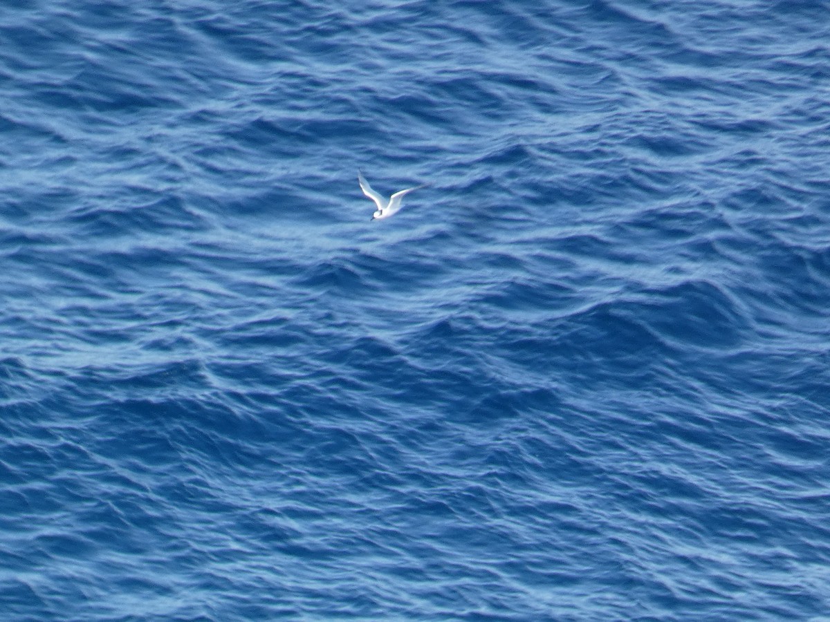 Пестроносая крачка - ML645640682