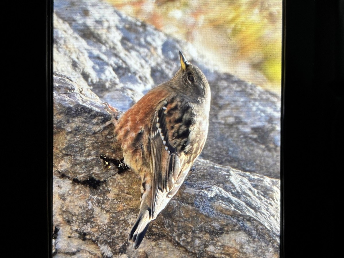 Альпийская завирушка - ML645640683