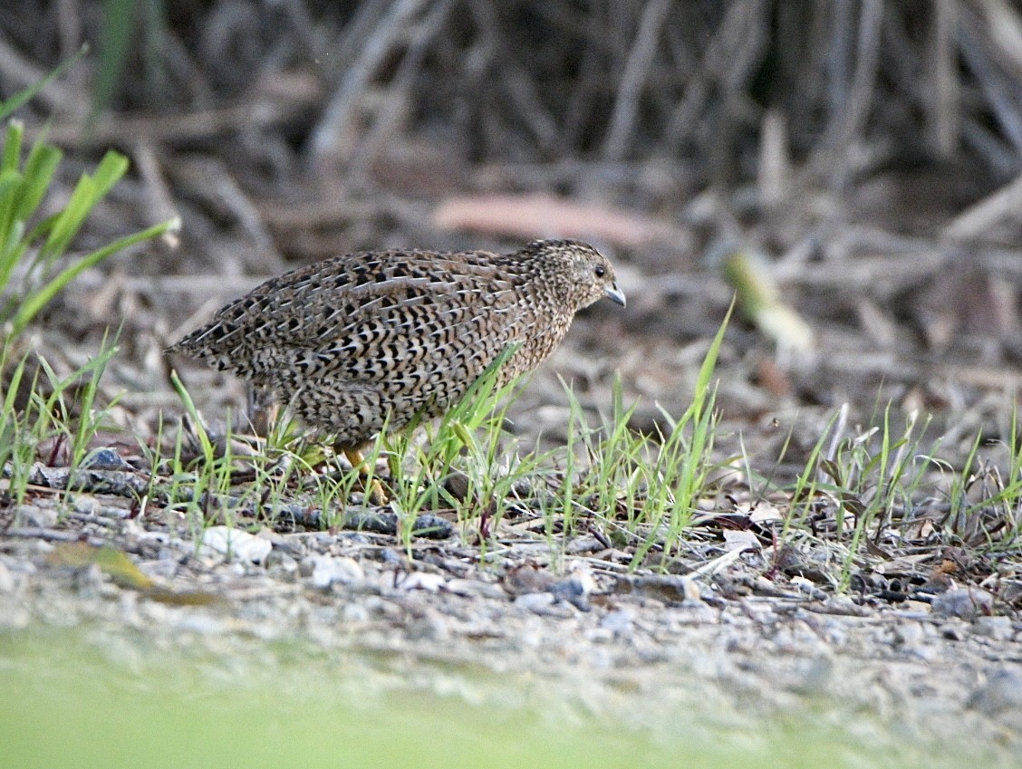Бурый перепел - ML645640687