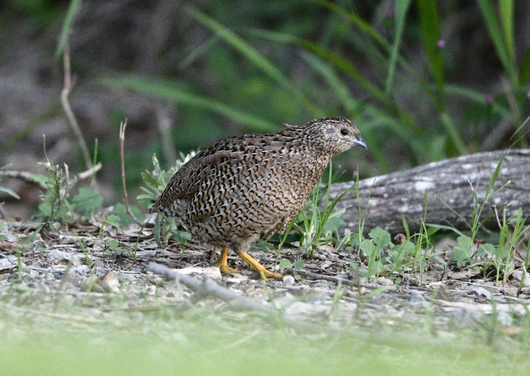 Бурый перепел - ML645640688