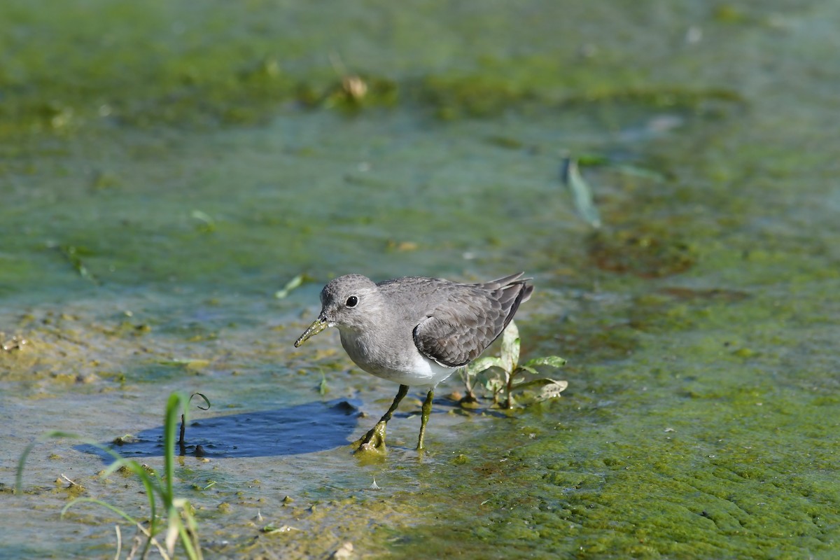 Белохвостый песочник - ML645640690