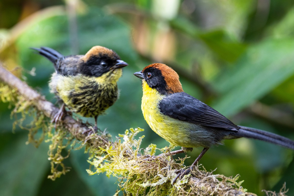 Yellow-breasted Brushfinch - ML645640691
