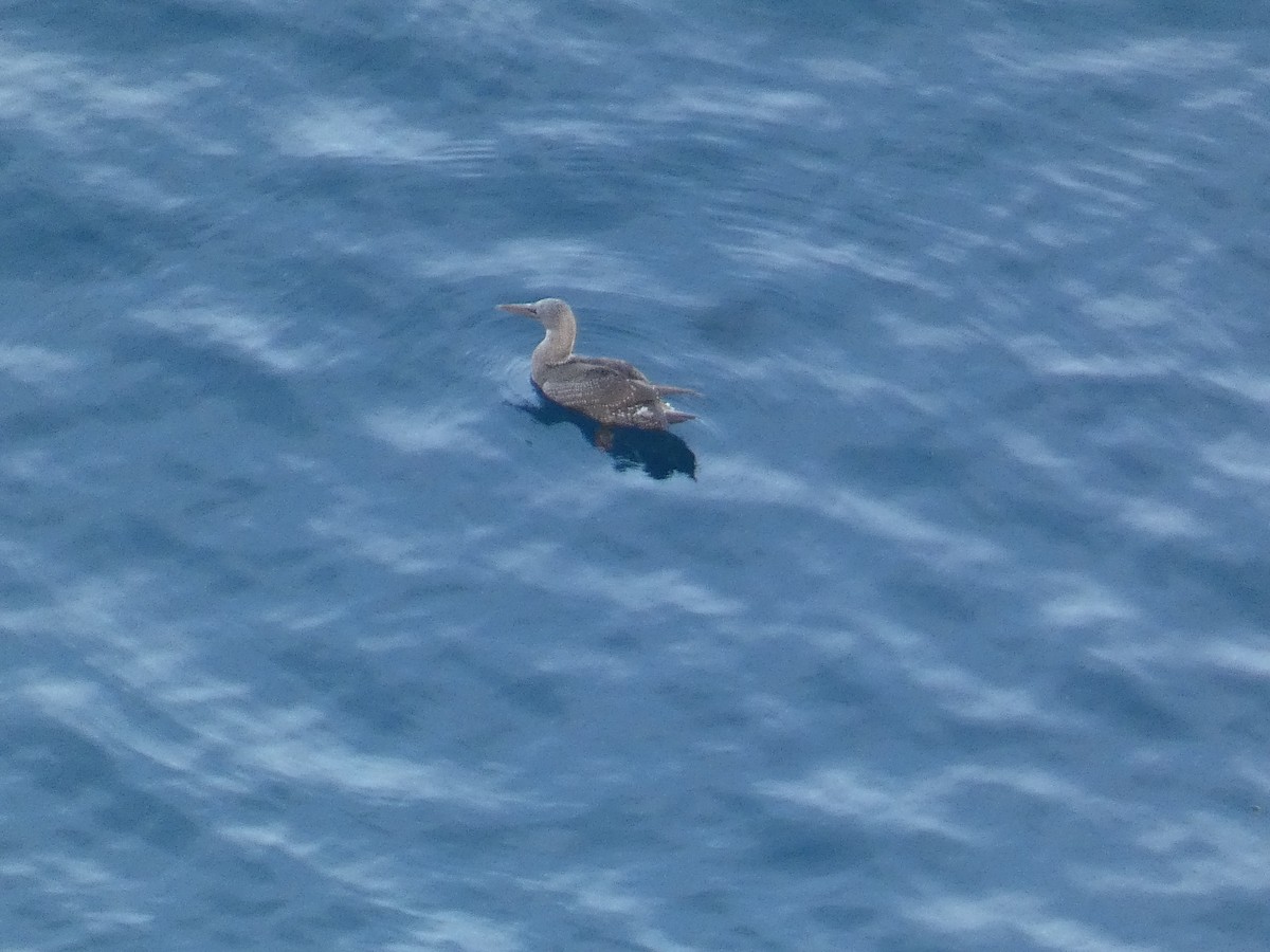 Северная олуша - ML645640692