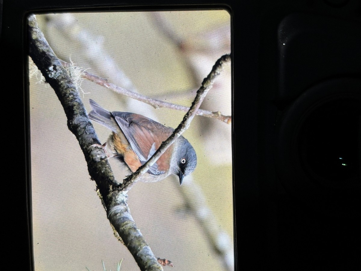 Белоглазая завирушка - ML645640693