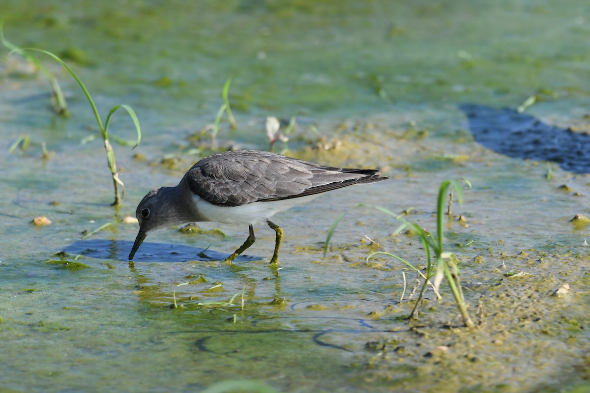 Белохвостый песочник - ML645640694