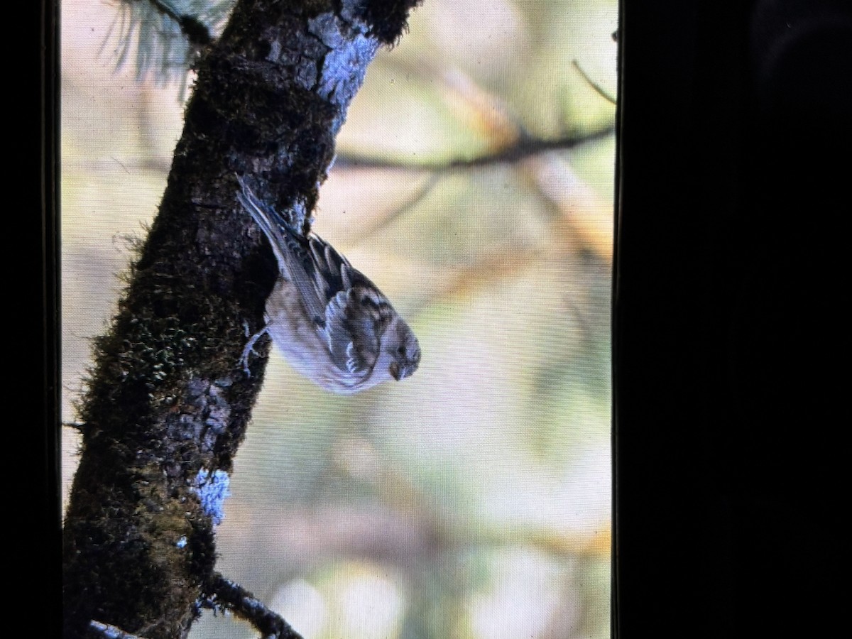 Гималайский вьюрок - ML645640695