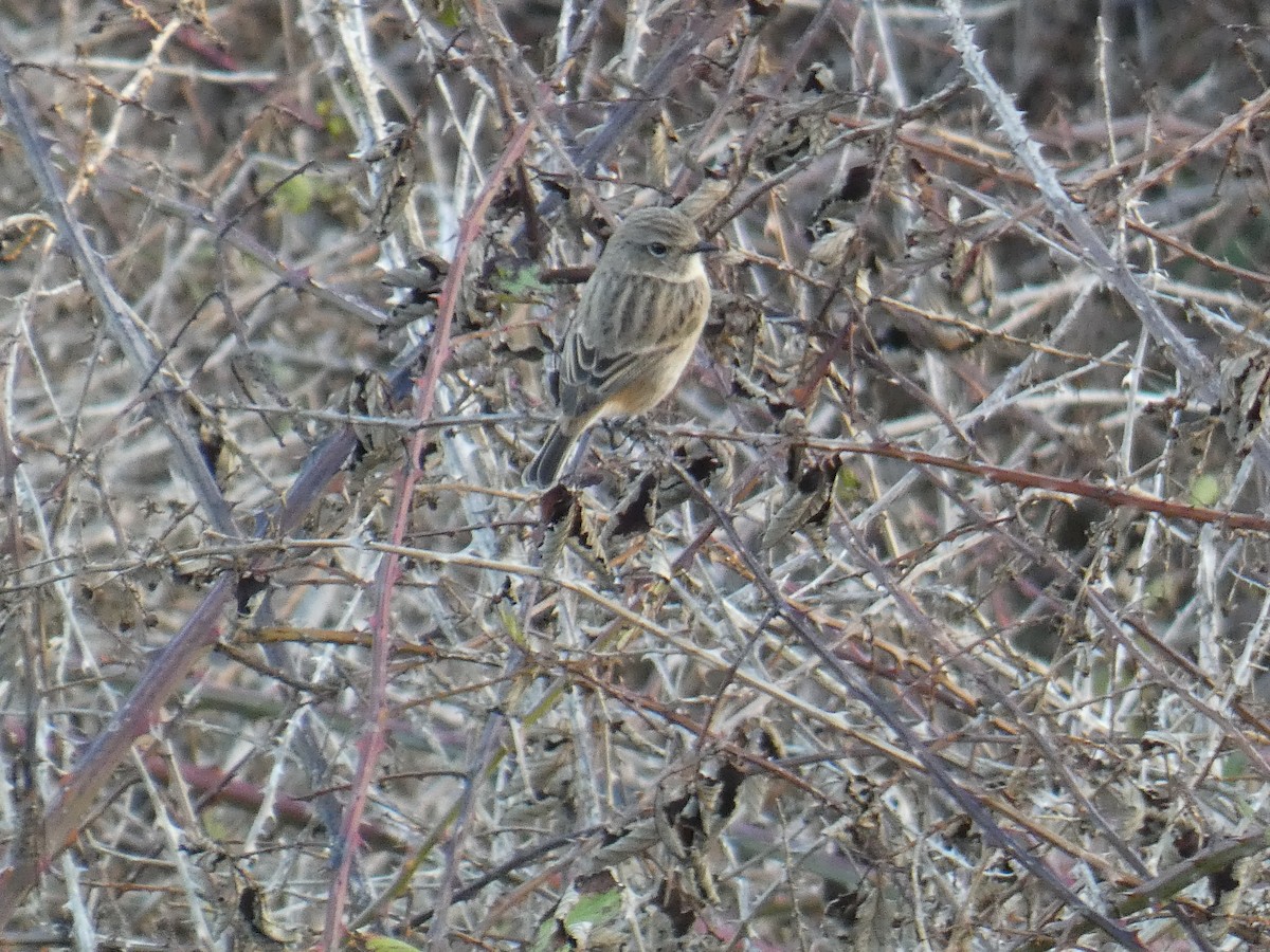 Черноголовый чекан - ML645640700