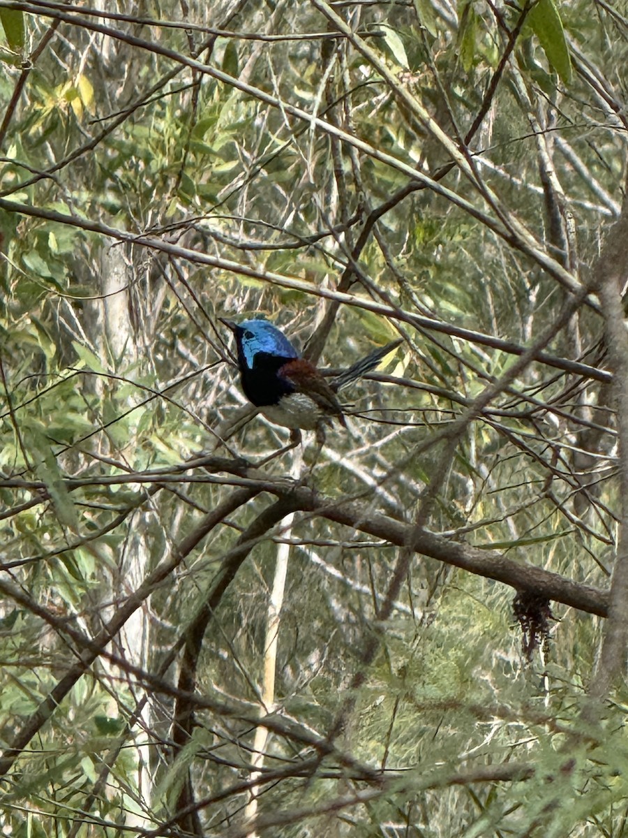 Разноцветный малюр - ML645640702