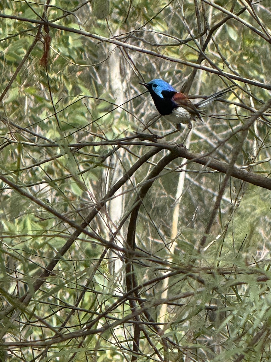 Разноцветный малюр - ML645640703