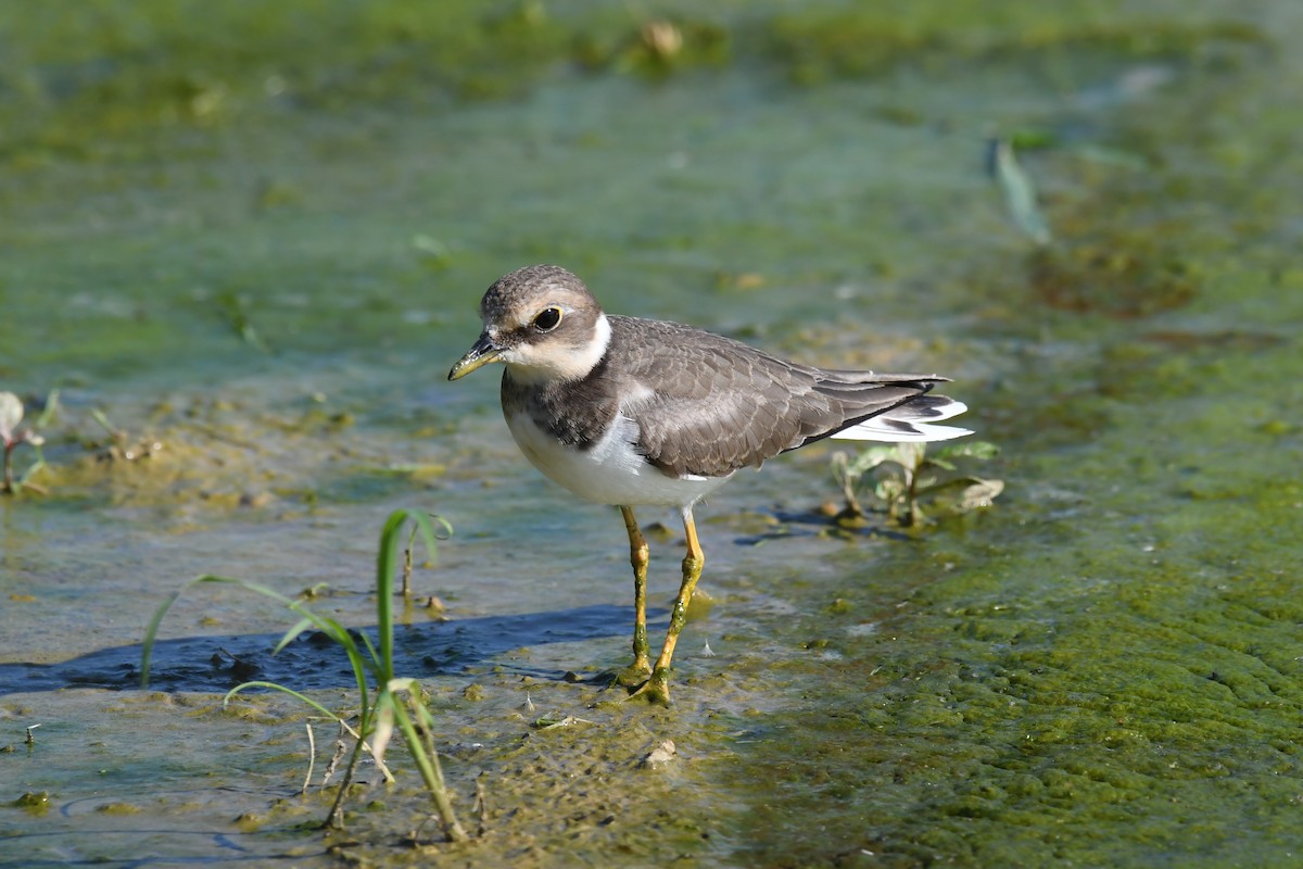 Малый зуёк - ML645640704