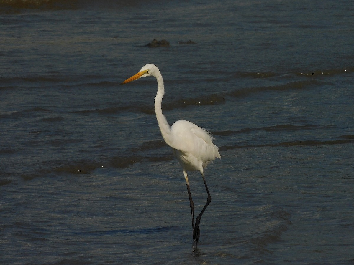 Большая белая цапля - ML645640705