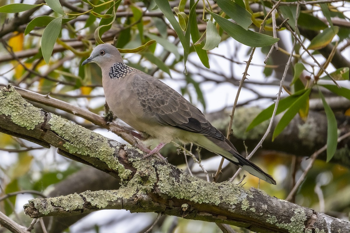 Spotted Dove - ML645640706