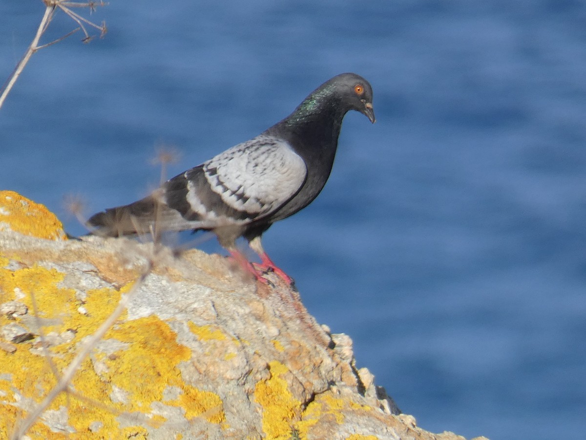 Сизый голубь (Одомашненного типа) - ML645640707