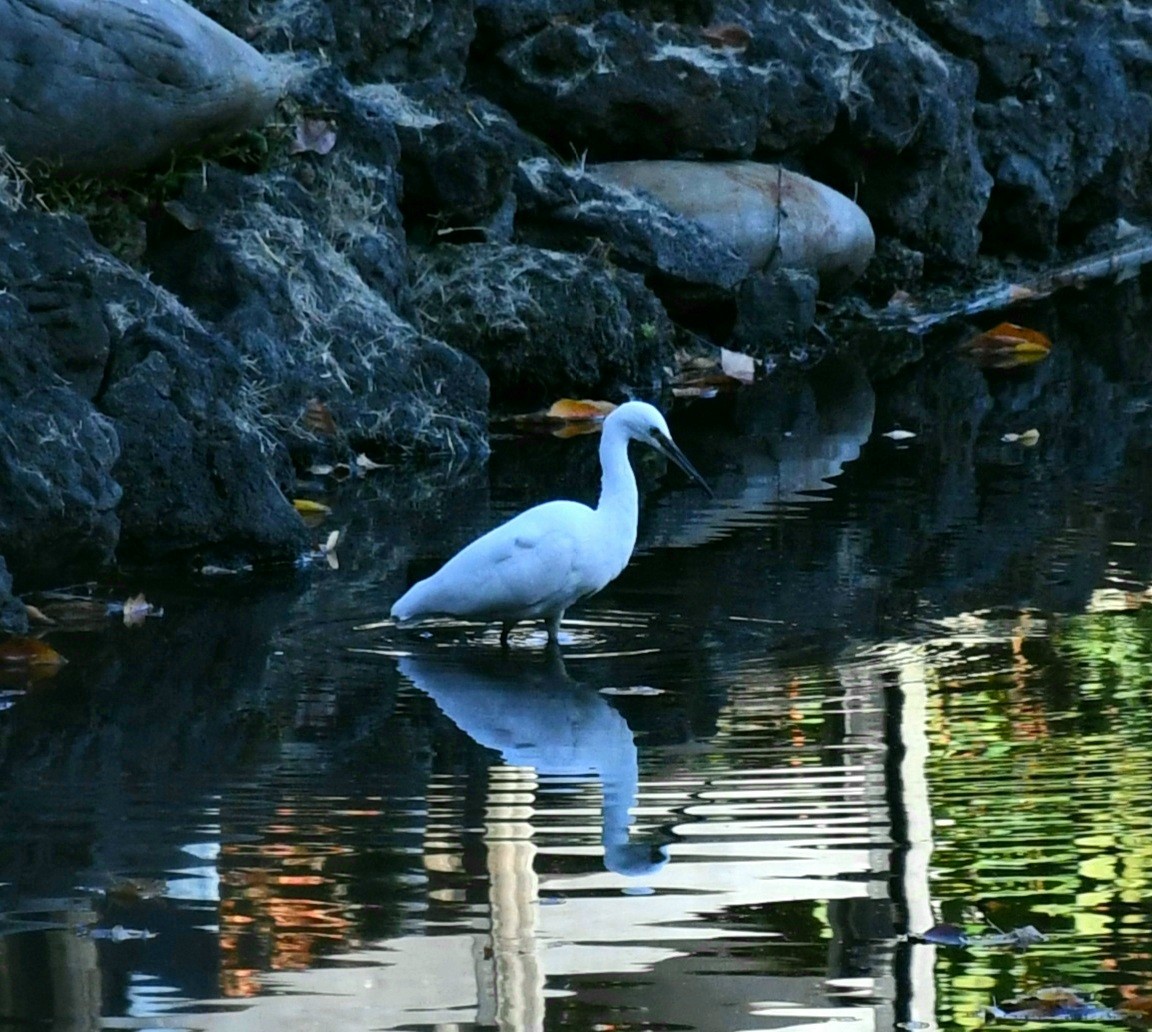 Малая белая цапля - ML645640708