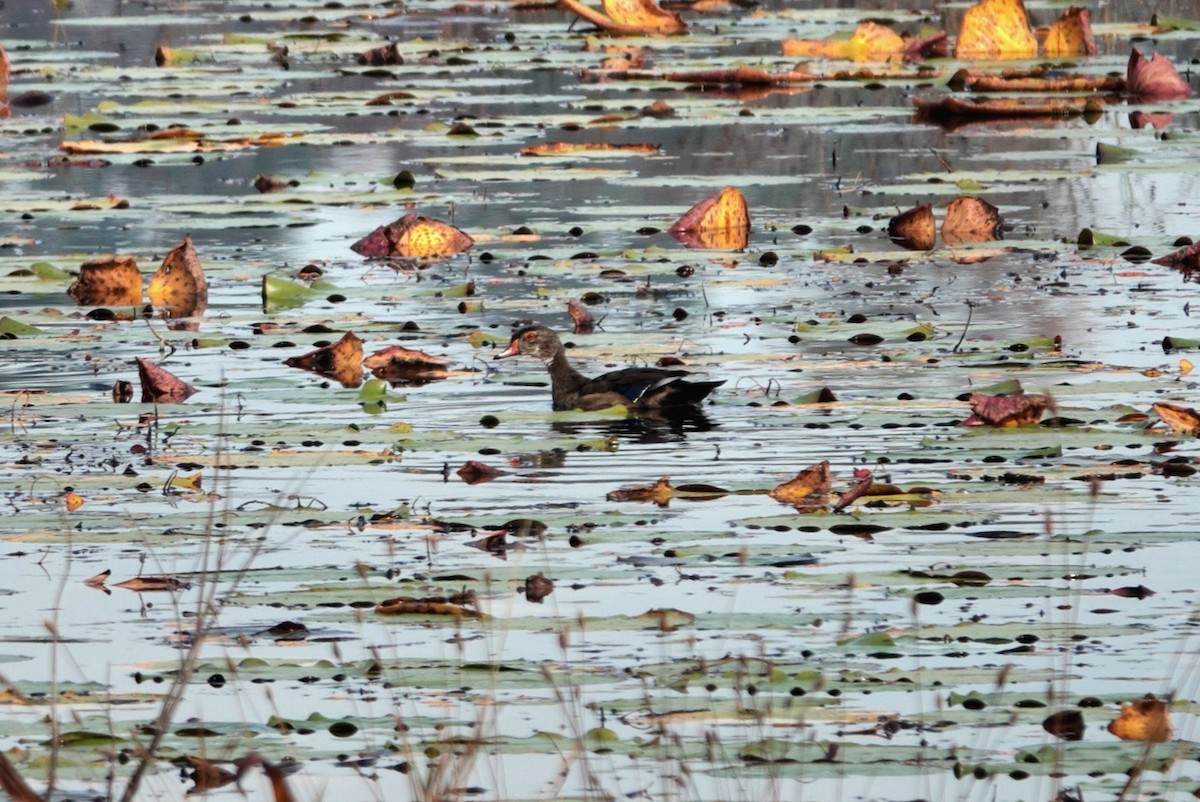 kachnička karolínská - ML645640715