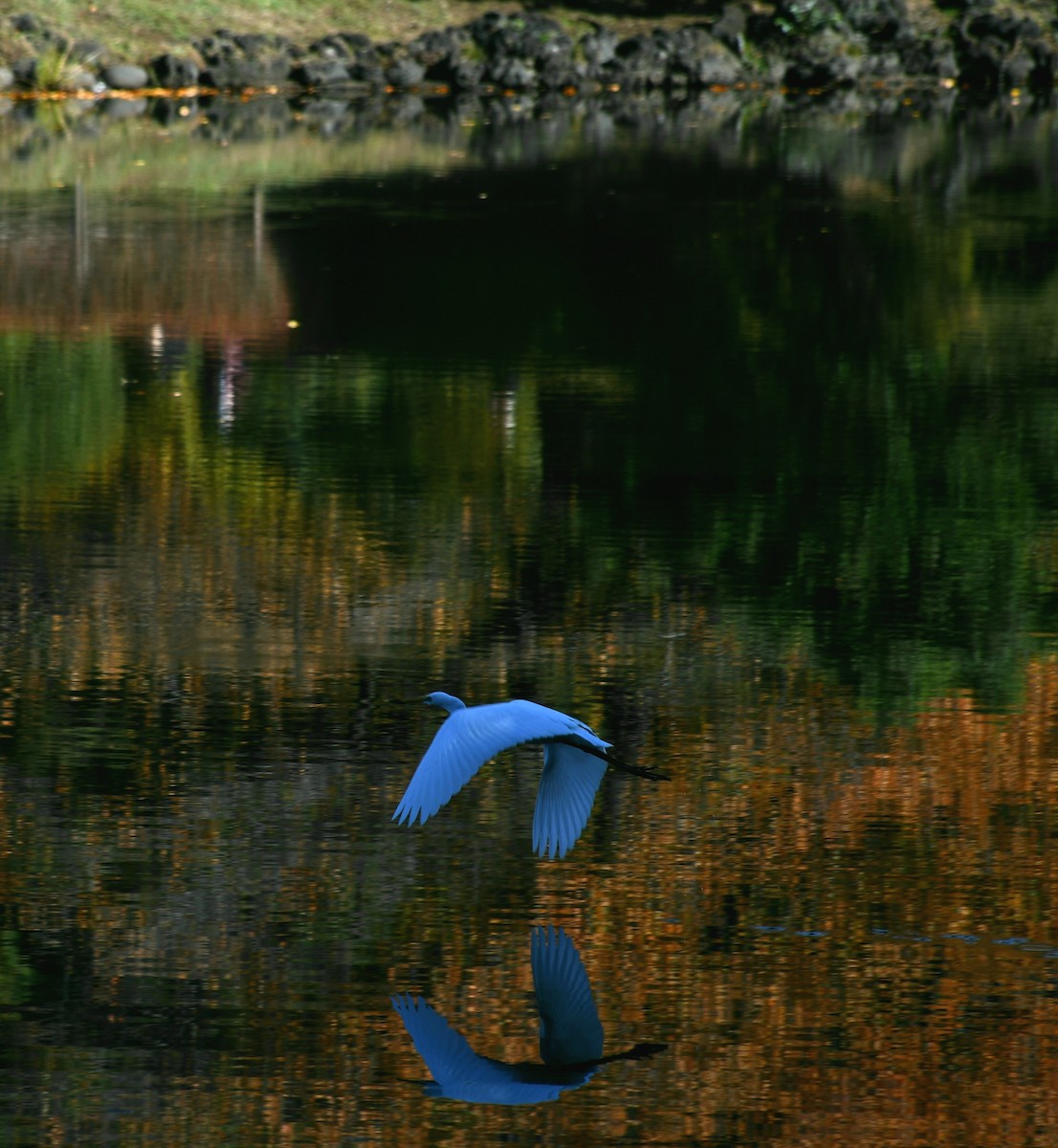 Great Egret - ML645640716