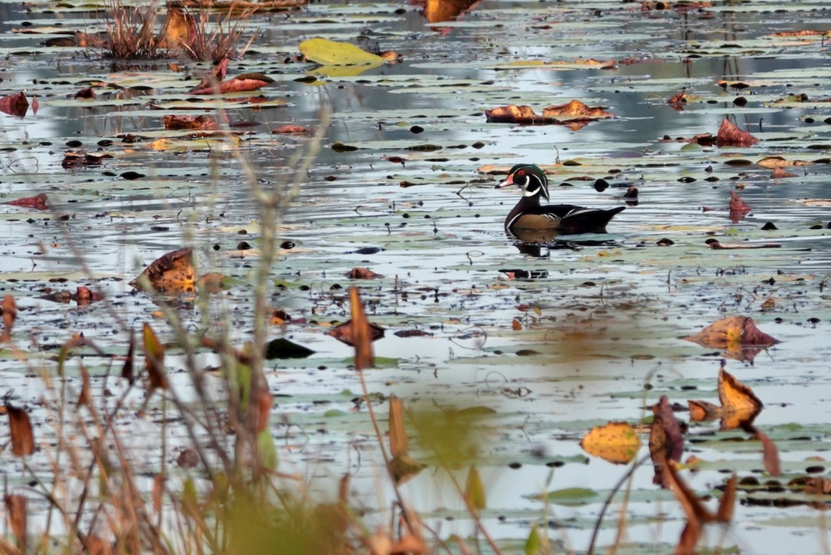kachnička karolínská - ML645640721