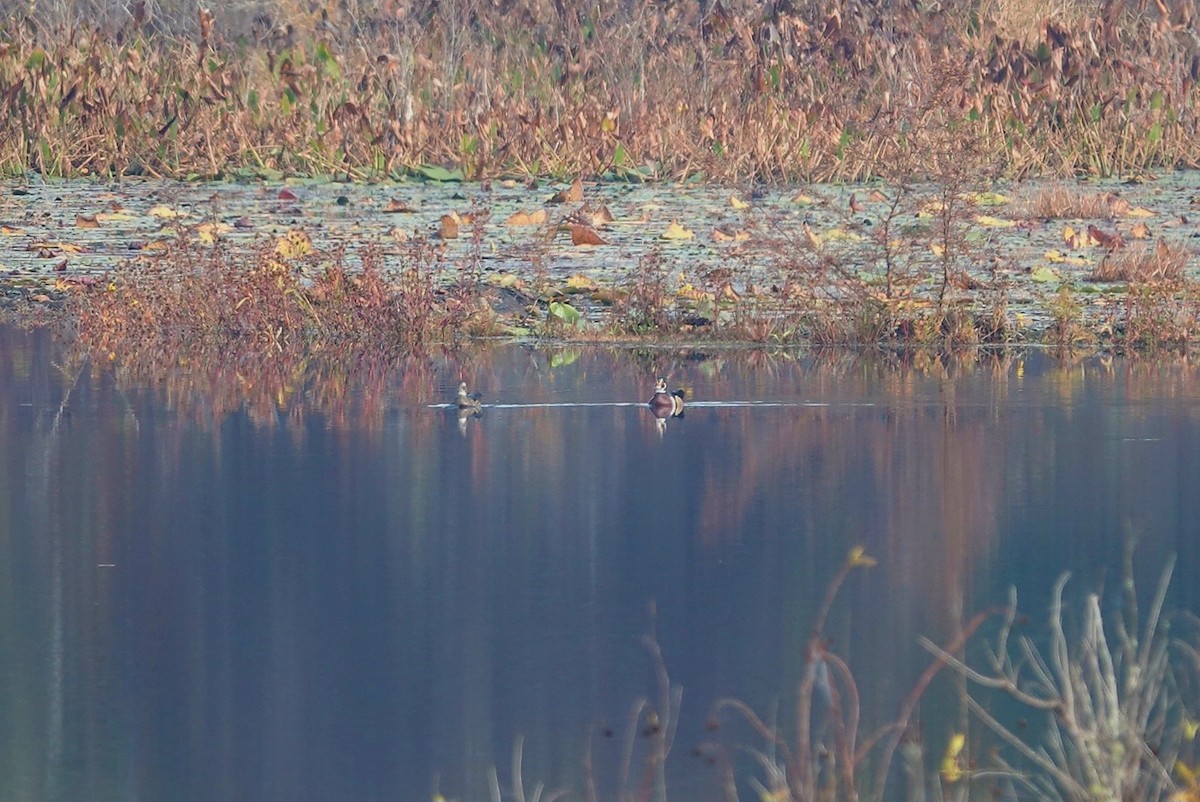 kachnička karolínská - ML645640723