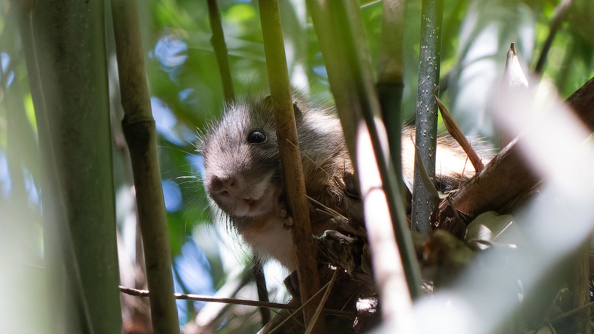 Atlantic Bamboo Rat - ML645640729