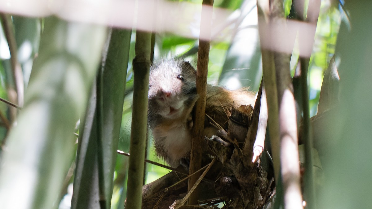 Atlantic Bamboo Rat - ML645640730