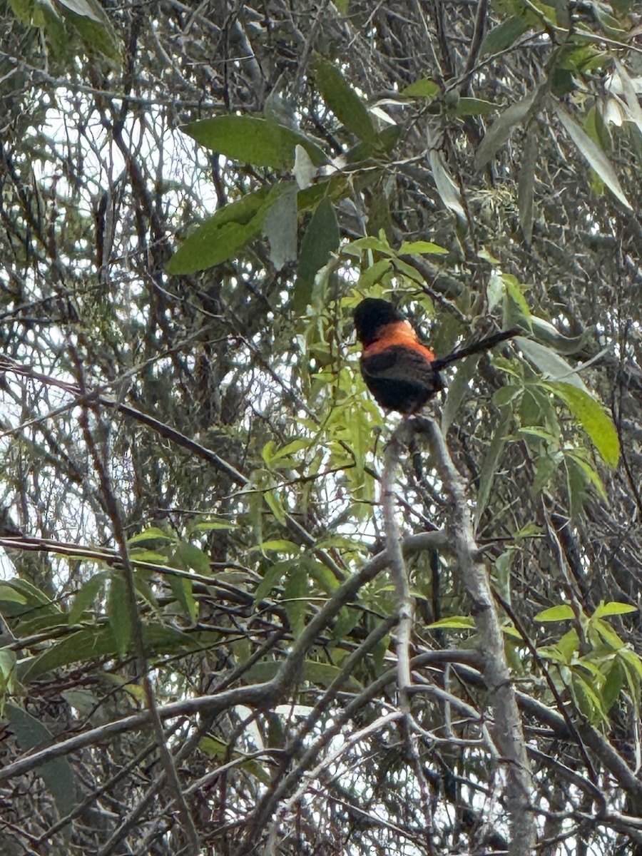 Red-backed Fairywren - ML645640734