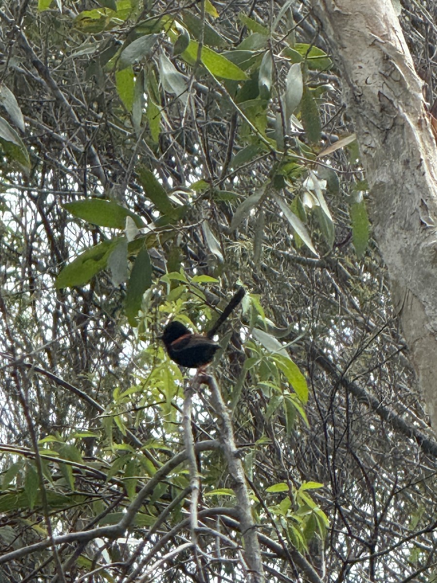 Red-backed Fairywren - ML645640735