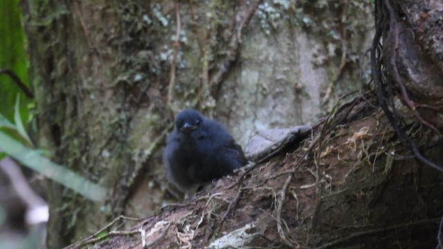 antbird sp. - ML645640744
