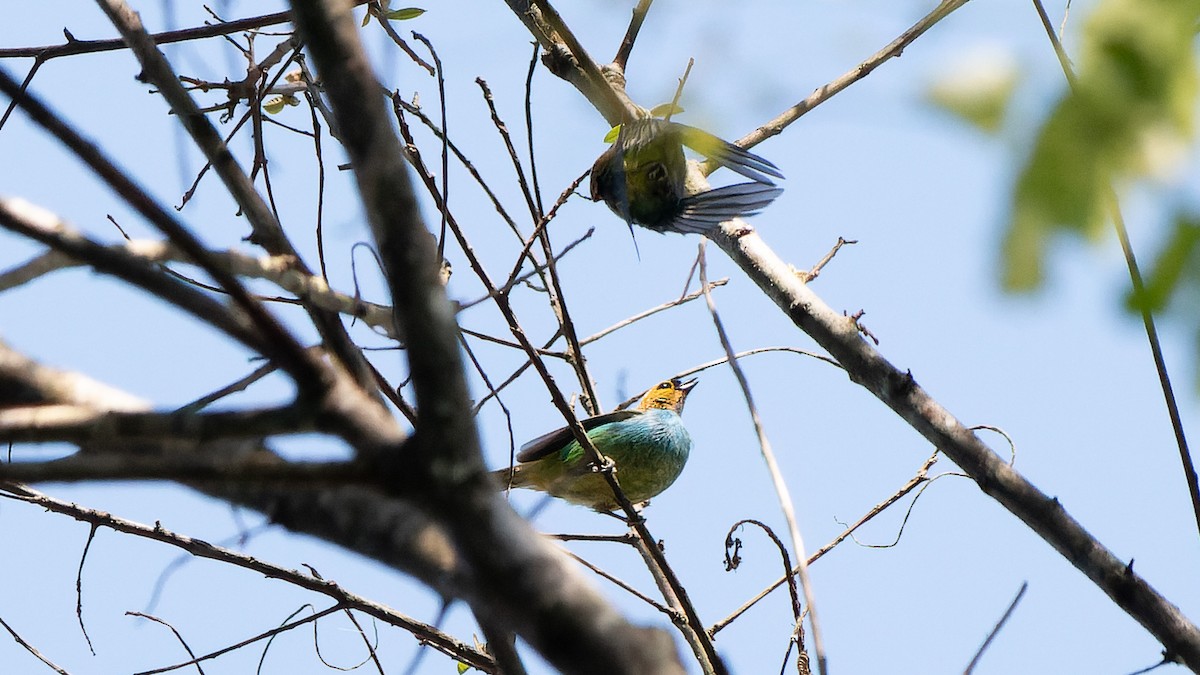 Gilt-edged Tanager - ML645640752