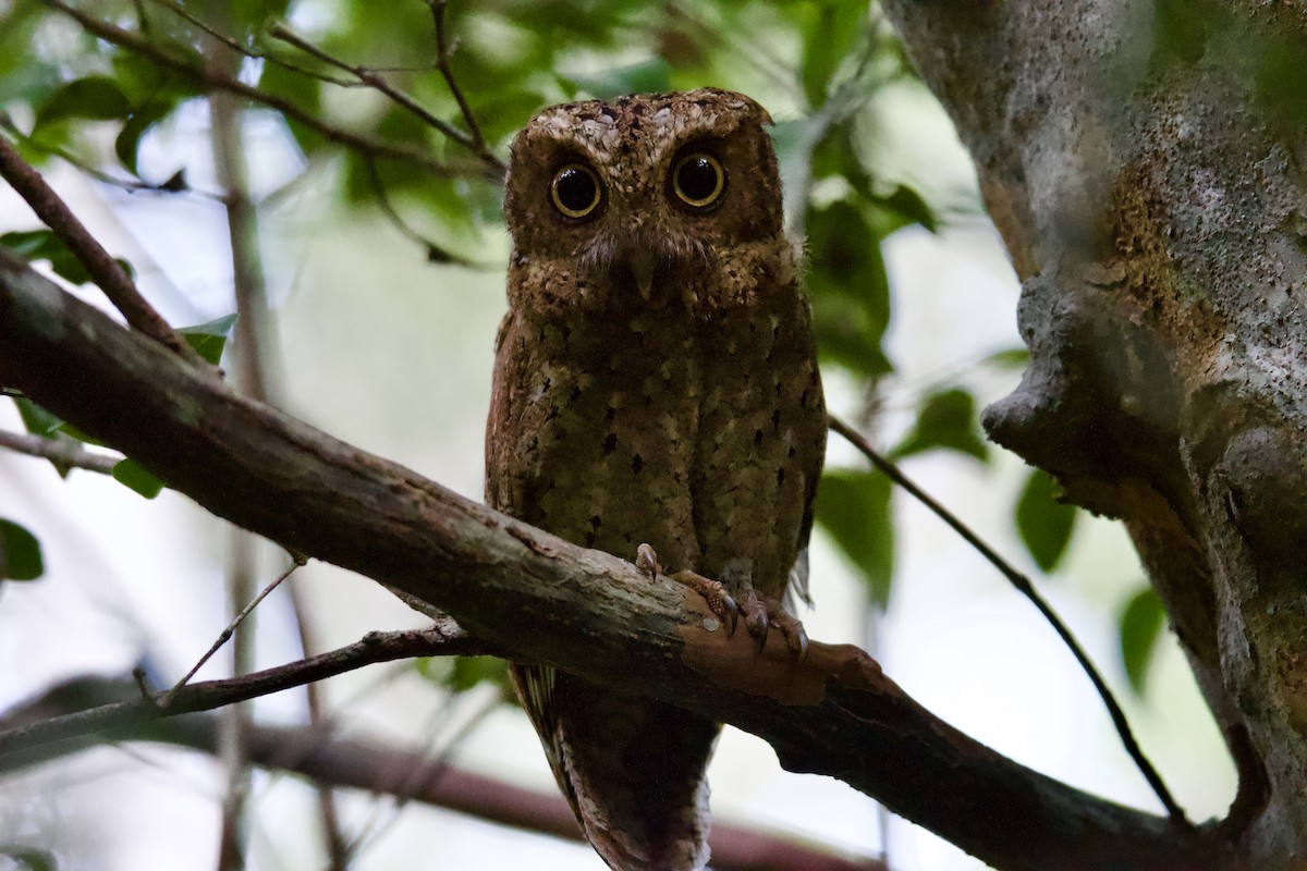 Sokoke Scops-Owl - ML645640759