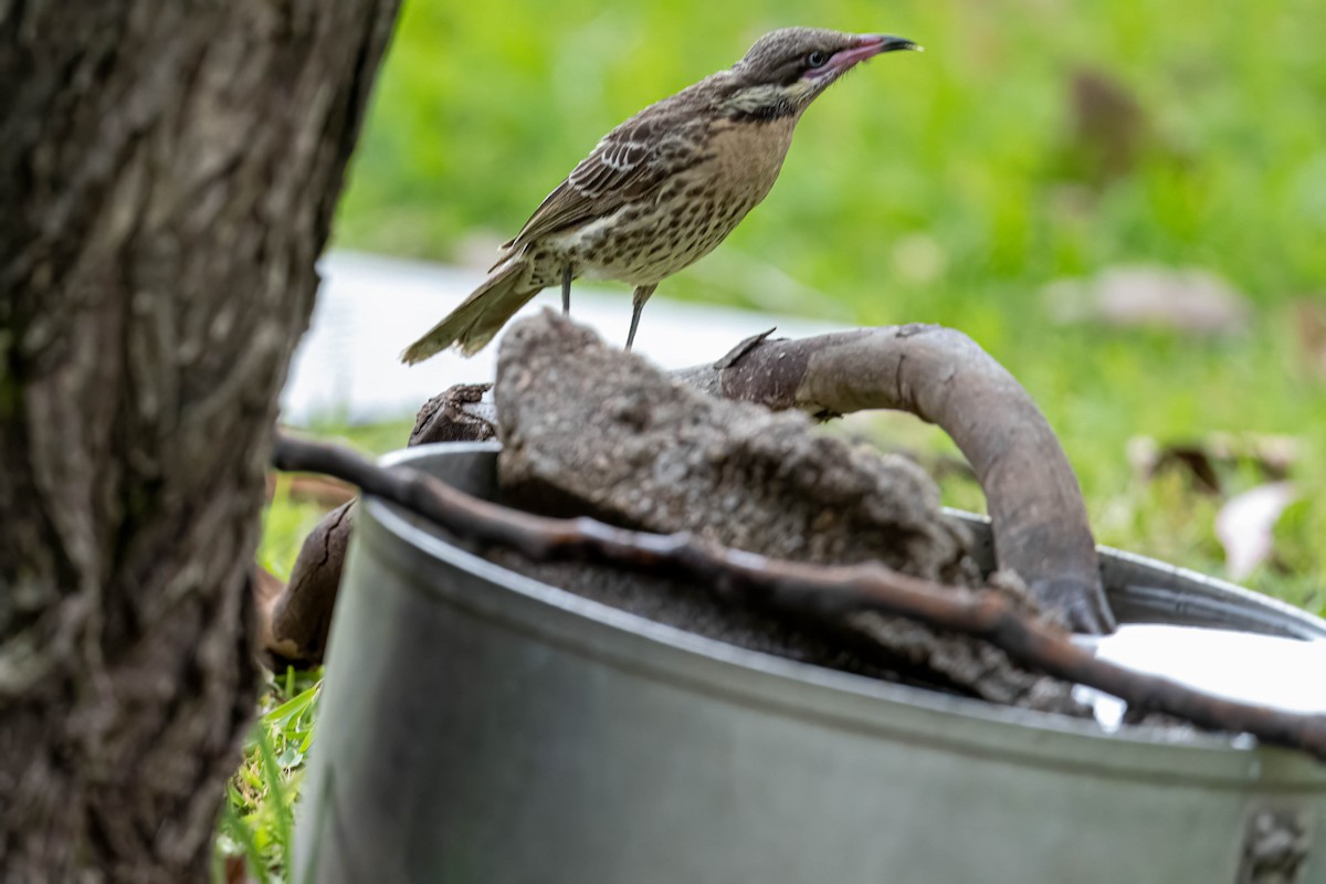 Diken Yanaklı Balkuşu - ML645640767