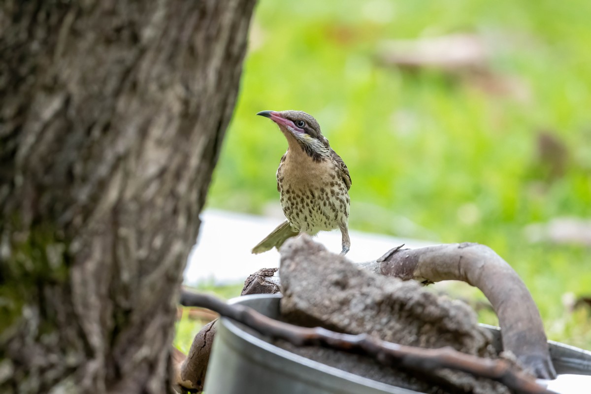 Diken Yanaklı Balkuşu - ML645640768