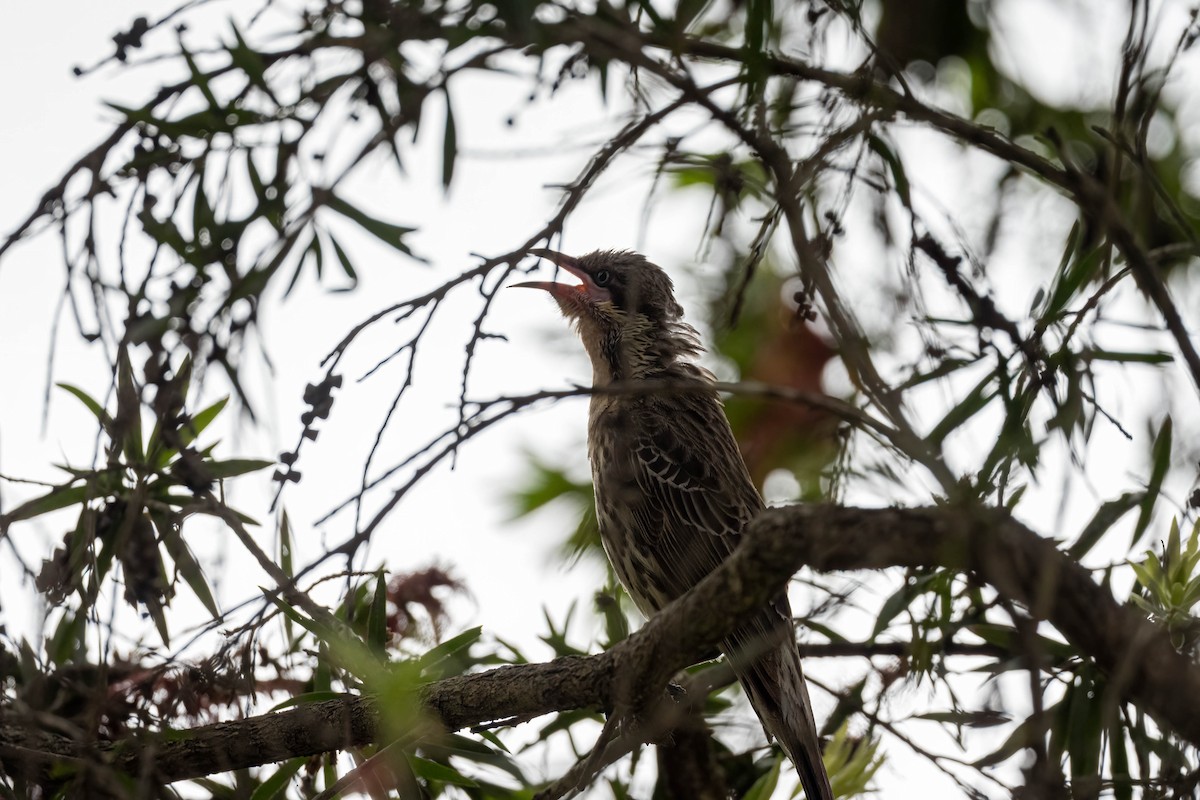 Diken Yanaklı Balkuşu - ML645640769