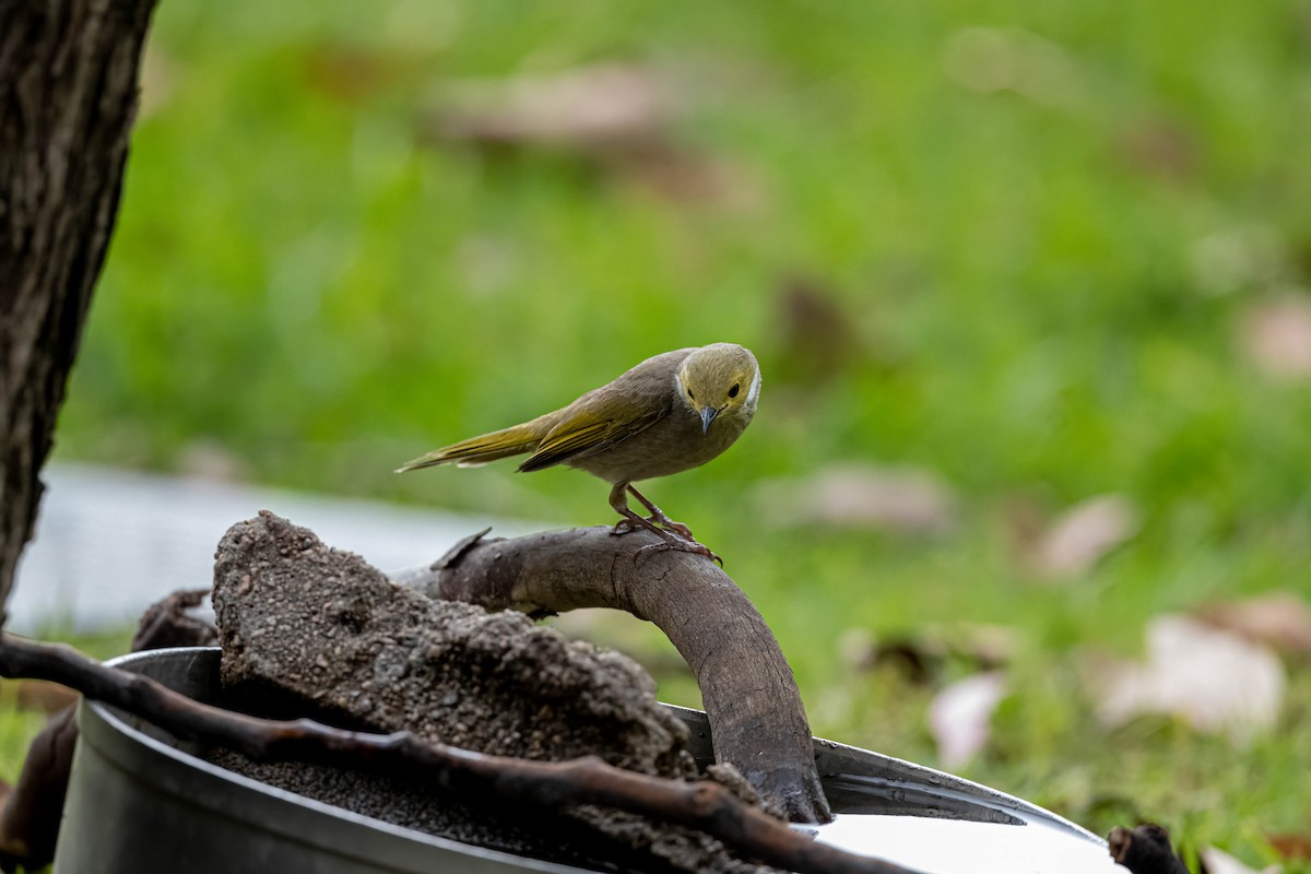 hvitsmykkehonningeter - ML645640774