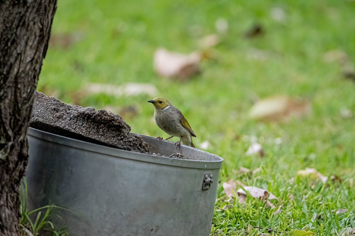 hvitsmykkehonningeter - ML645640775