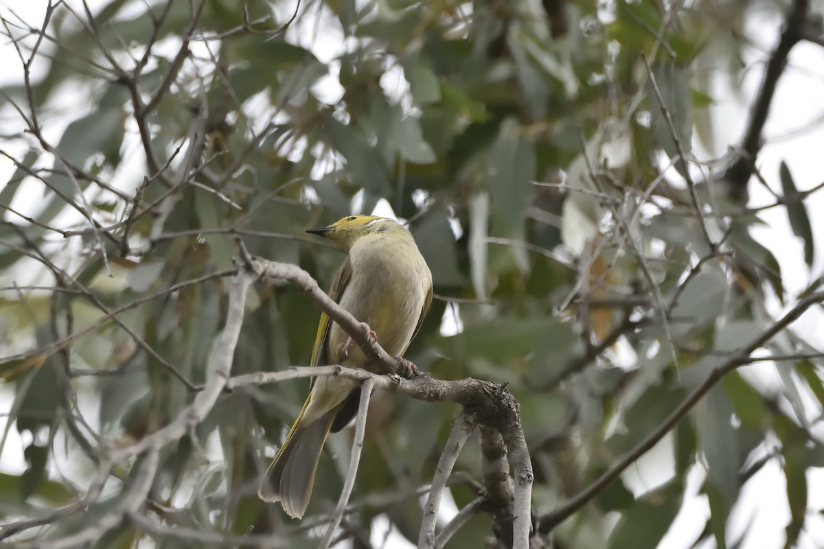 hvitsmykkehonningeter - ML645640786