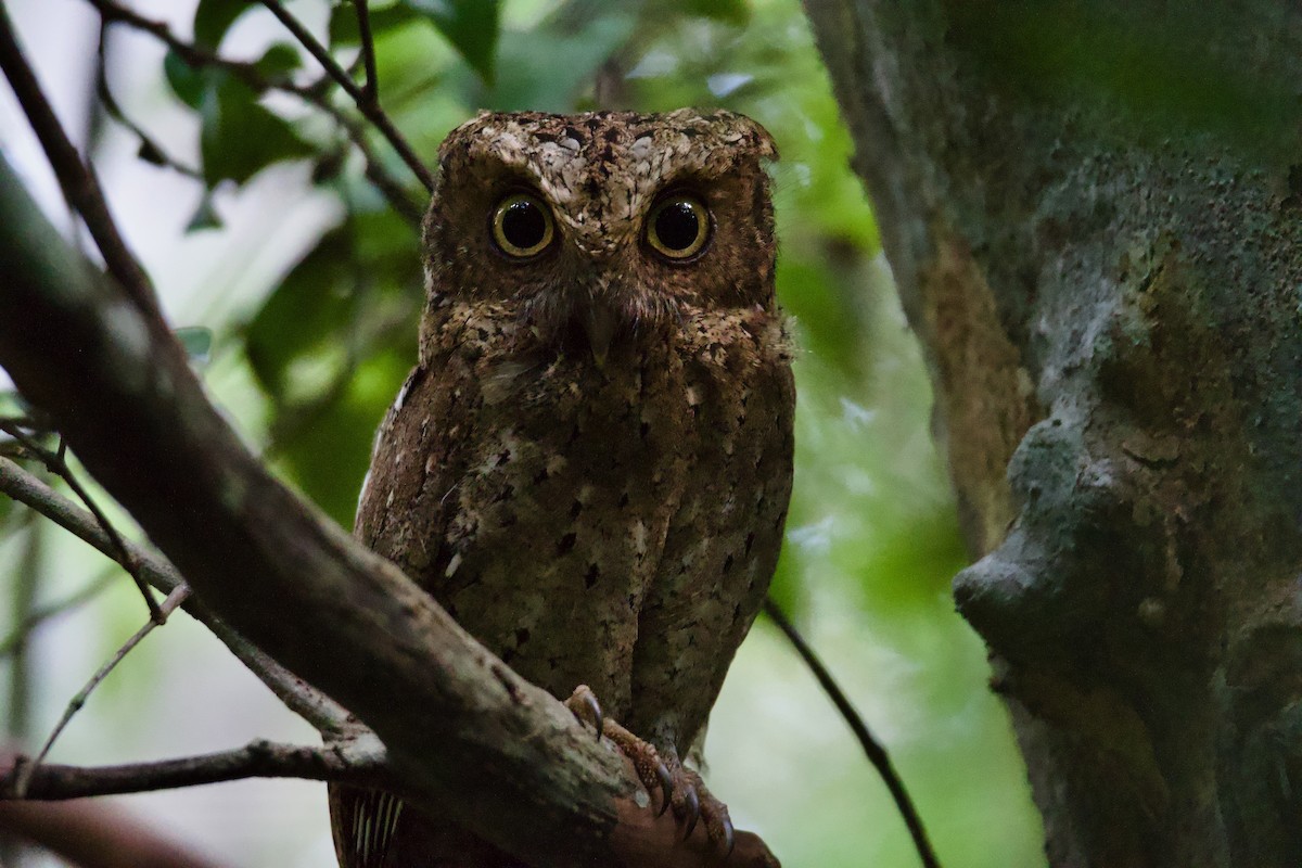 Sokoke Scops-Owl - ML645640798