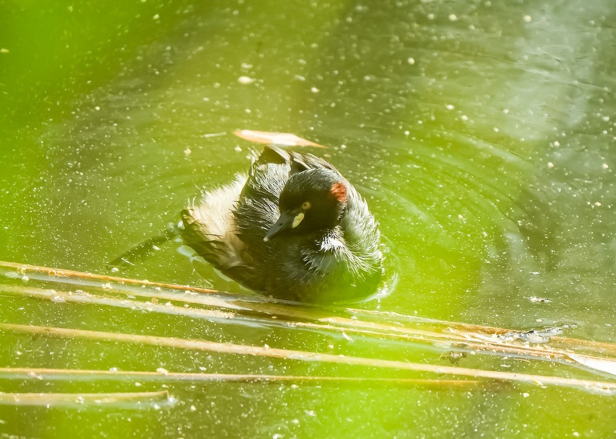 Австралийская поганка - ML645640799